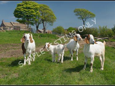 Togolese Live Boer Goats