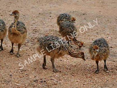 Togo Ostrich Chicks