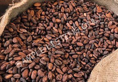 Togo Cocoa Beans