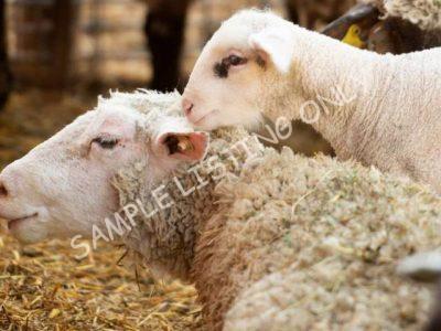 Healthy Togo Sheep
