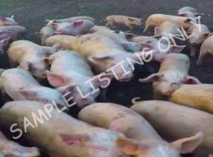 Togo Healthy Pigs