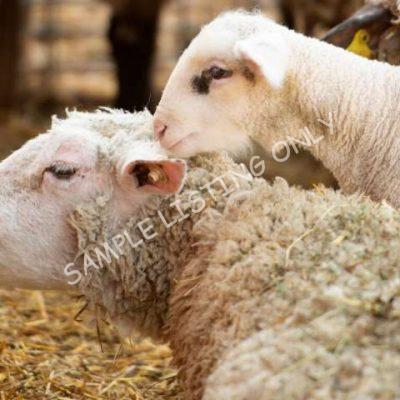 Healthy Togo Sheep