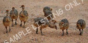 Togo Guinea Fowls